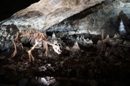 Cave Lighting LED system installed in Baumann’s Cave