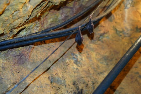 Farbtemperatur der Beleuchtung für Fledermäuse