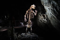 Dinosaur skeleton attraction in Herrmann’s Cave with LED show cave lighting