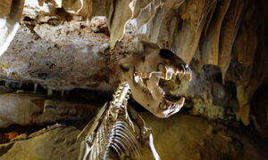 Beleuchtetes Dinosaurier-Skelett in der Aven Marzal Schauhöhle