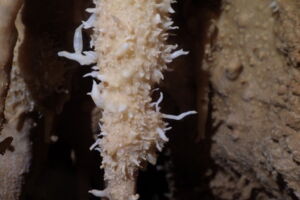 Impressionnante formation de stalagmites sous lumière LED