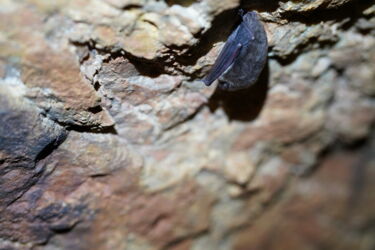 Fledermaus Grottes de Blanot